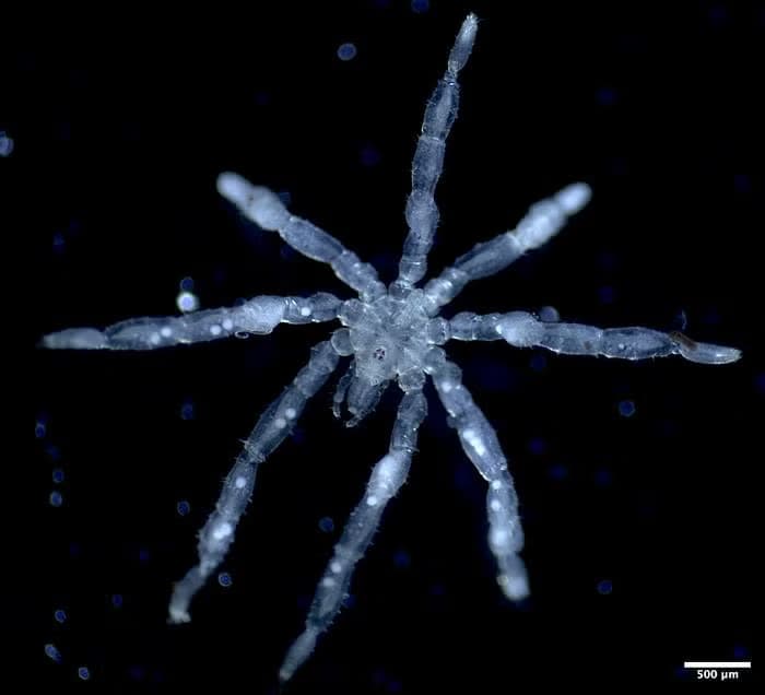Two New Sea Spider Species Discovered Off Canadian Coast