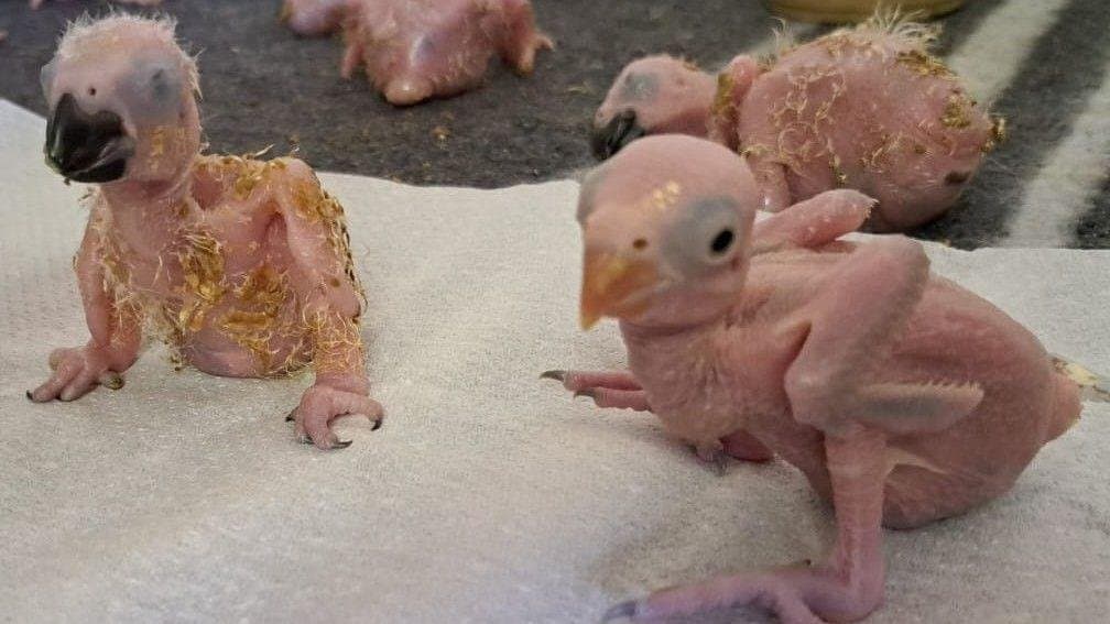Parrot Eggs Hatch After Suspected Smuggler Arrested