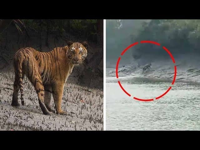 Panic in Gulberg Greens as Bengal Tiger Spotted