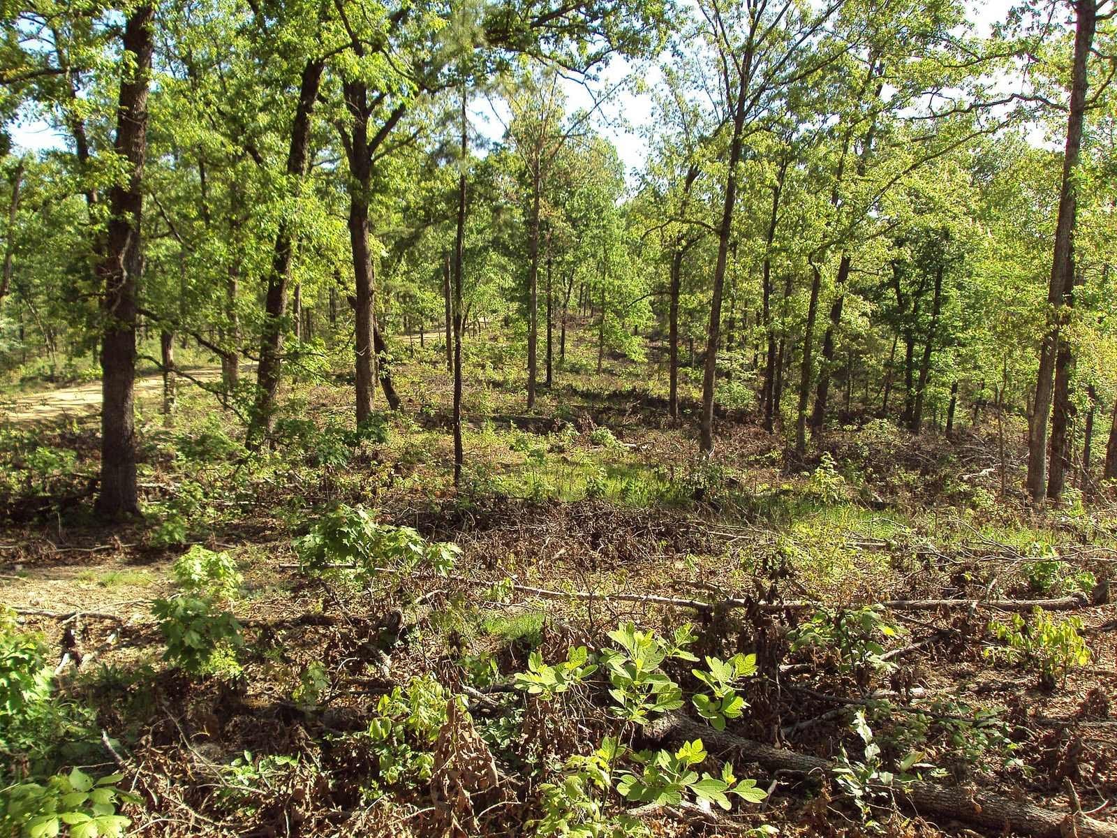 Plantation