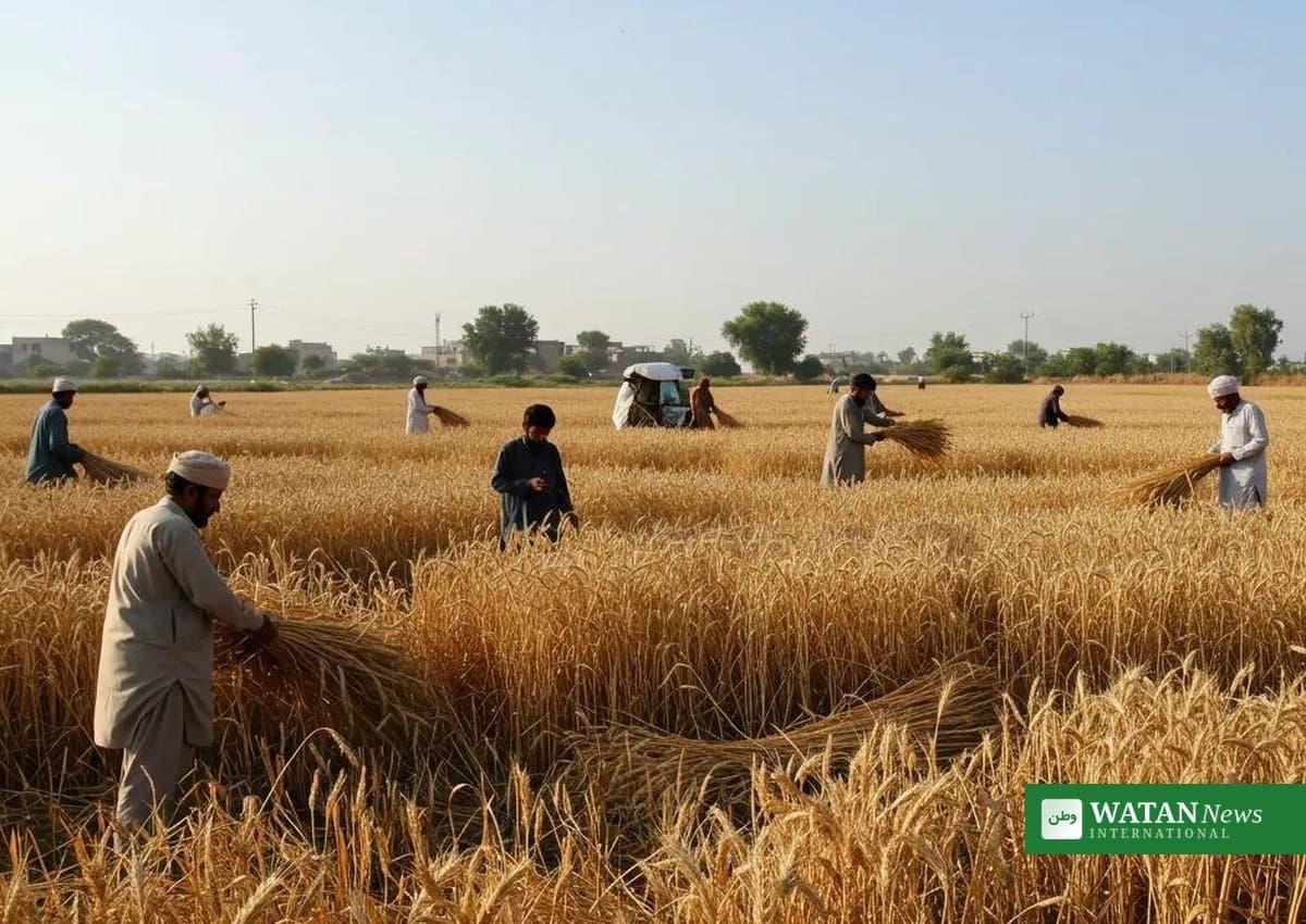 گندم کی امدادی قیمت: پنجاب چار ہزار دو سو اور سندھ پانچ ہزار روپے کی تجویز