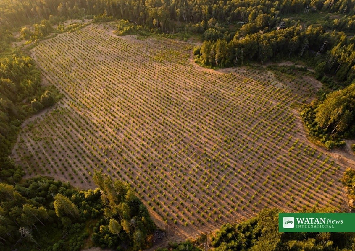 Wisconsin planter træ nr. 50 millioner på vej mod målet om 100 millioner i 2030