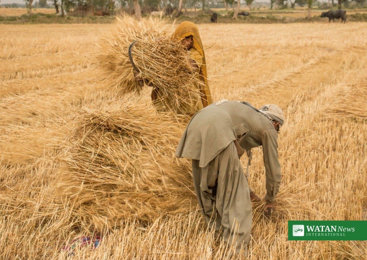 Pakistan blandt verdens ti hårdest ramte lande i global madkrise