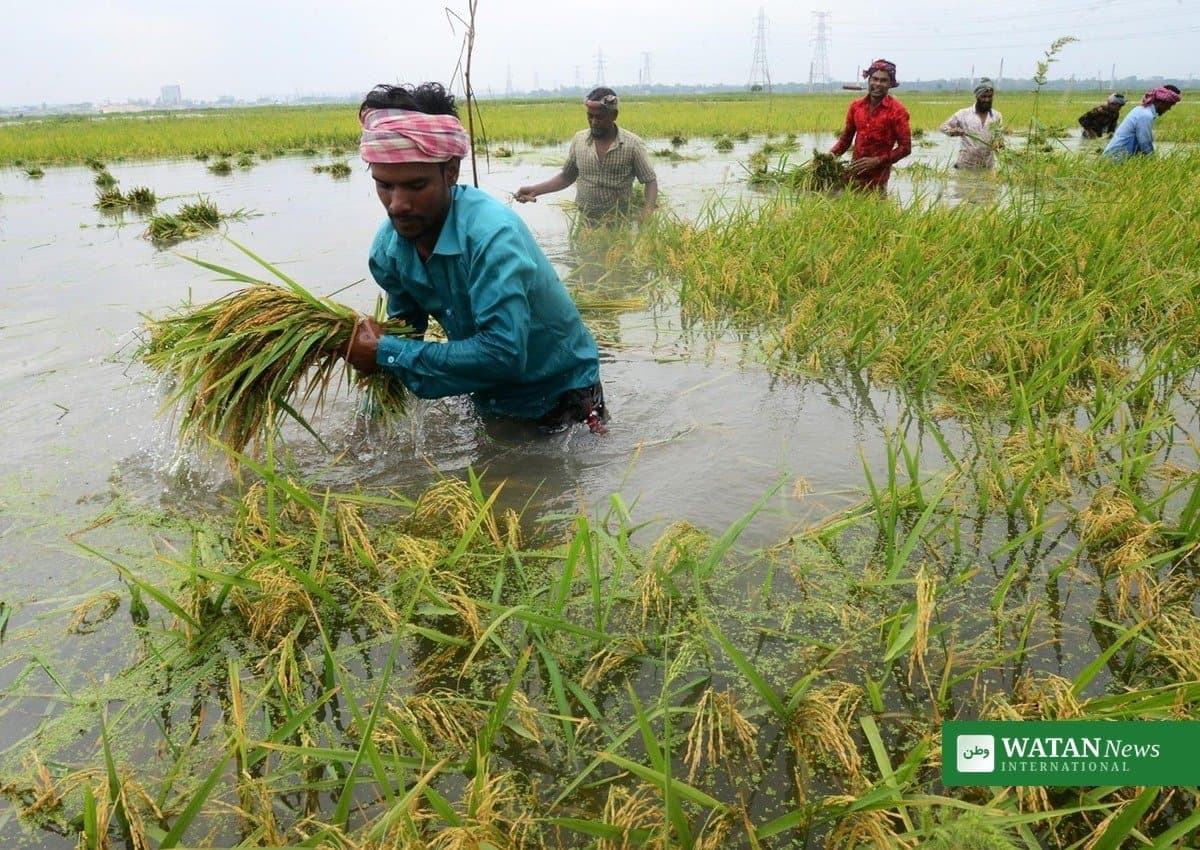 India’s Rice Production Set for First Decline in a Decade After Weak Monsoon
